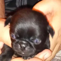 Squirel, a male Pug for sale in Liberty, TX – Photo 2 of 3