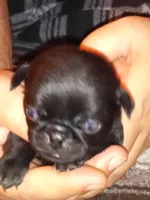 Squirel, a male Pug for sale in Liberty, TX – Photo 1 of 2