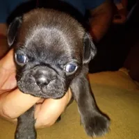 Ebony , a female Pug for sale in Liberty, TX – Photo 1 of 3