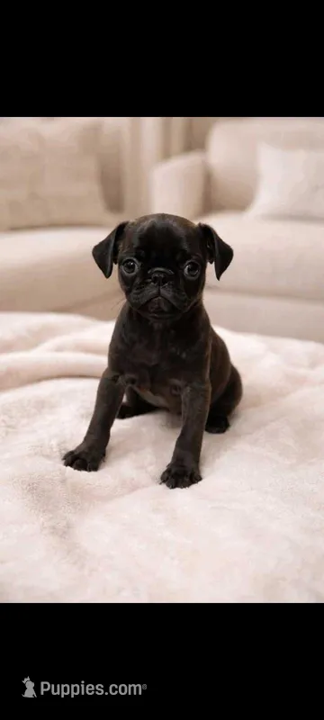 Ebony  – Pug puppy for sale in Liberty, TX