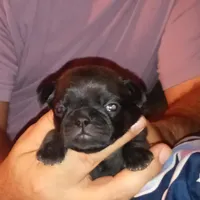 Ebony , a female Pug for sale in Liberty, TX – Photo 2 of 3