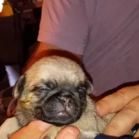 Bear, a male Pug for sale in Liberty, TX – Photo 2 of 3