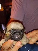 Bear, a male Pug for sale in Liberty, TX – Photo 1 of 2