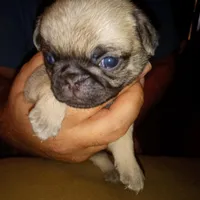 Bear, a male Pug for sale in Liberty, TX – Photo 1 of 3