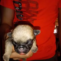 Bear, a male Pug for sale in Liberty, TX – Photo 3 of 3