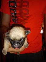 Bear, a male Pug for sale in Liberty, TX – Photo 2 of 2