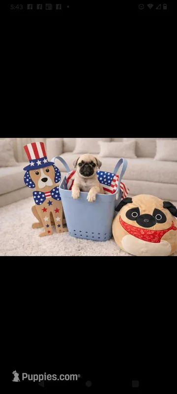 Bear – Pug puppy for sale in Liberty, TX