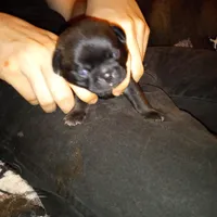 Smokie, a male Pug for sale in Liberty, TX – Photo 3 of 3