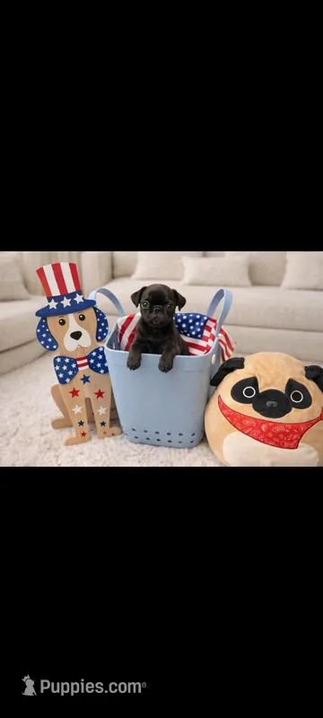 Smokie – Pug puppy for sale in Liberty, TX