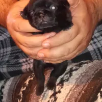 Smokie, a male Pug for sale in Liberty, TX – Photo 2 of 3