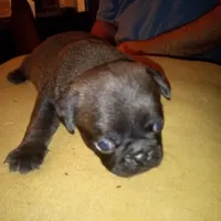 Smokie, a male Pug for sale in Liberty, TX – Photo 1 of 3