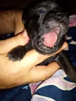 Chunky , a male Pug for sale in Liberty, TX – Photo 1 of 2