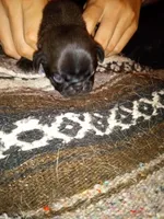 Chunky , a male Pug for sale in Liberty, TX – Photo 2 of 2