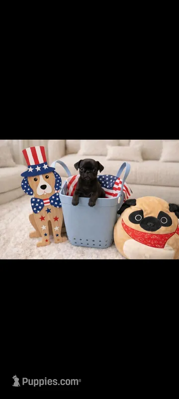 Chunky  – Pug puppy for sale in Liberty, TX