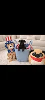 Chunky , a male Pug for sale in Liberty, TX – 1 of 2
