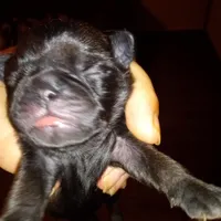 Ebony , a female Pug for sale in Liberty, TX – Photo 3 of 3