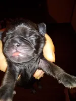Ebony , a female Pug for sale in Liberty, TX – Photo 2 of 2