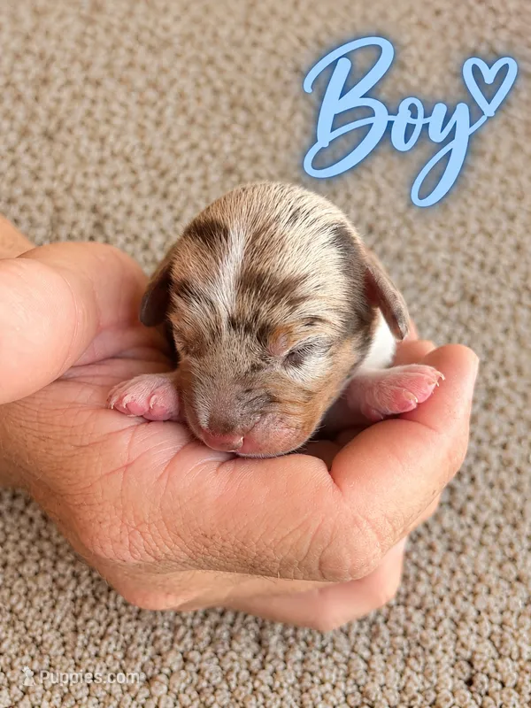 CKC Dapple Pie Male – Miniature Dachshund puppy for sale in Bear Creek, NC