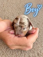 CKC Dapple Pie Male, a male Miniature Dachshund for sale in Bear Creek, NC – 1 of 2
