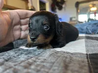 CKC Longhair Female, a female Miniature Dachshund for sale in Bear Creek, NC – 2 of 5