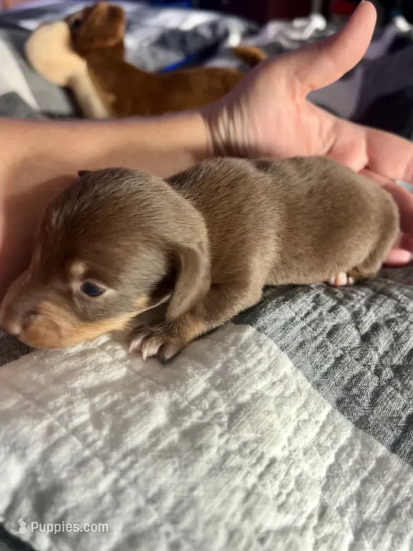 Oreo – Miniature Dachshund puppy for sale in Bear Creek, NC