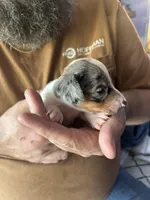 Blaze, a male Miniature Dachshund for sale in Bear Creek, NC – Photo 2 of 3