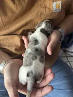 Blaze, a male Miniature Dachshund for sale in Bear Creek, NC – Photo 3 of 3
