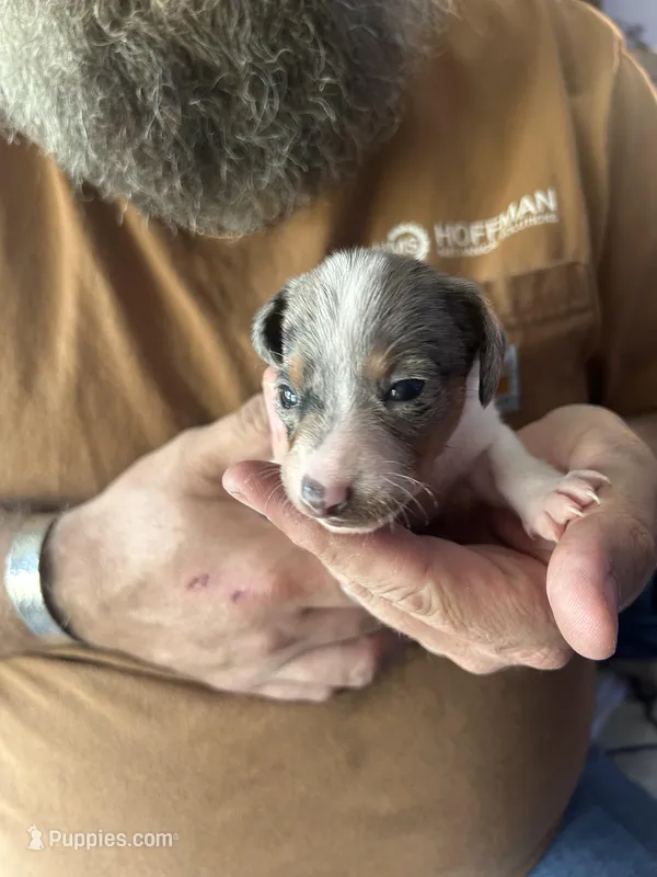 Blaze – Miniature Dachshund puppy for sale in Bear Creek, NC