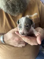 Blaze, a male Miniature Dachshund for sale in Bear Creek, NC – Photo 1 of 3