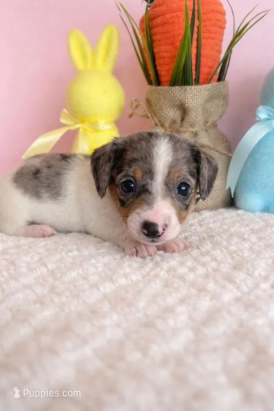 Blaze – Miniature Dachshund puppy for sale in Bear Creek, NC