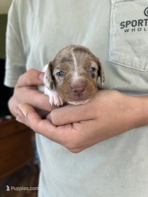 CKC Dapple Pie Female – Miniature Dachshund puppy for sale in Bear Creek, NC