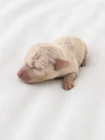 Chip, a male Miniature Dachshund for sale in Bear Creek, NC – 3 of 4
