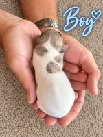 CKC Dapple Pie Male, a male Miniature Dachshund for sale in Bear Creek, NC – 2 of 2