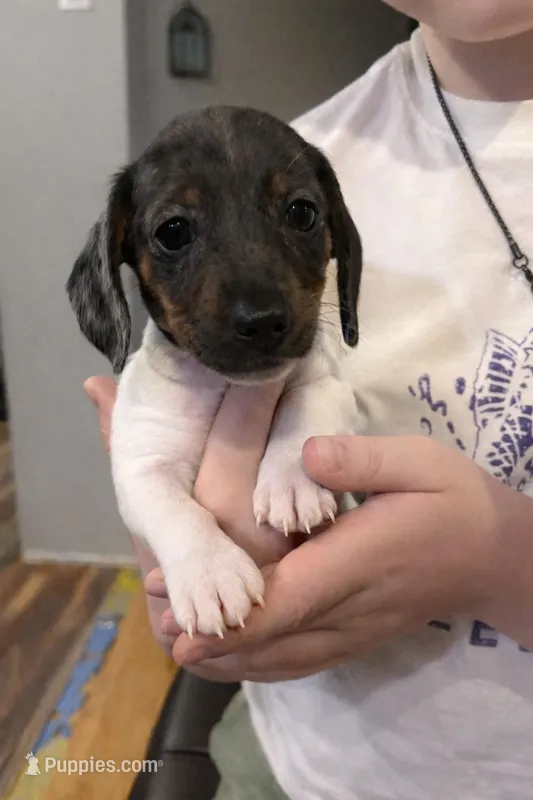 Comet – Miniature Dachshund puppy for sale in Bear Creek, NC