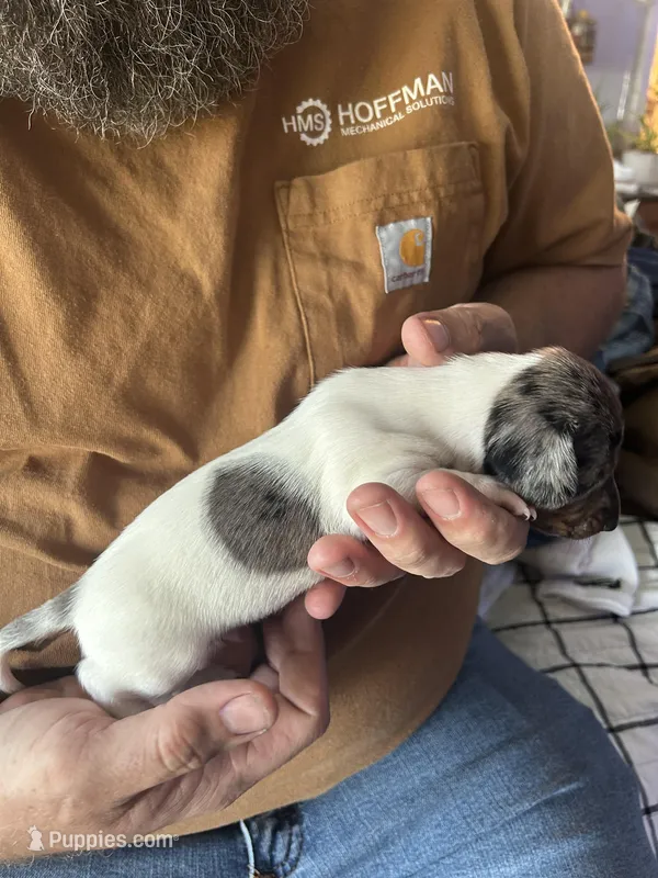 Comet – Miniature Dachshund puppy for sale in Bear Creek, NC