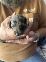 Comet, a male Miniature Dachshund for sale in Bear Creek, NC – Photo 2 of 3