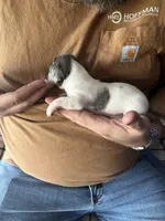 Comet, a male Miniature Dachshund for sale in Bear Creek, NC – Photo 3 of 3