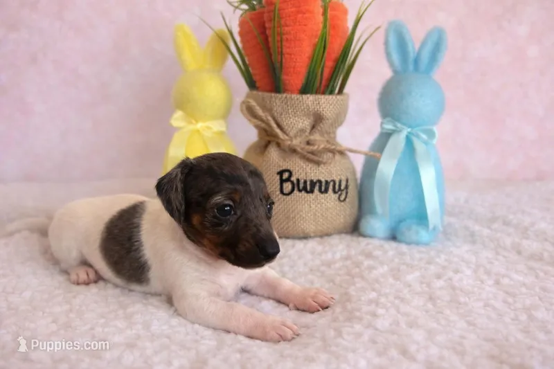 Comet – Miniature Dachshund puppy for sale in Bear Creek, NC