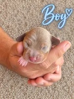 CKC Isabella Piebald , a male Miniature Dachshund for sale in Bear Creek, NC – 2 of 2
