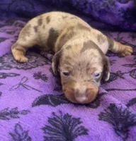 CKC Chocolate Dapple Female, a female Miniature Dachshund for sale in Bear Creek, NC – 2 of 5