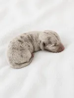 Chip, a male Miniature Dachshund for sale in Bear Creek, NC – 1 of 4