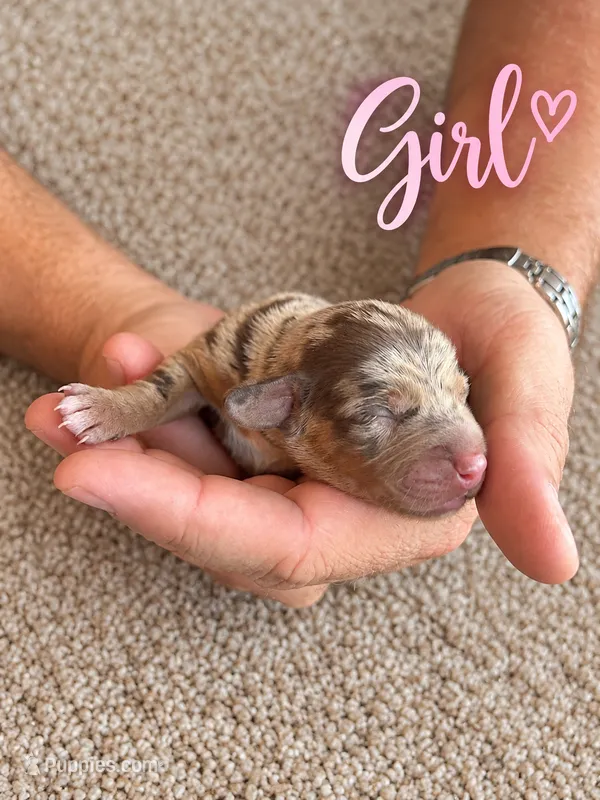 CKC Dapple Female – Miniature Dachshund puppy for sale in Bear Creek, NC