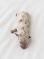 Creamy, a male Miniature Dachshund for sale in Bear Creek, NC – 3 of 4