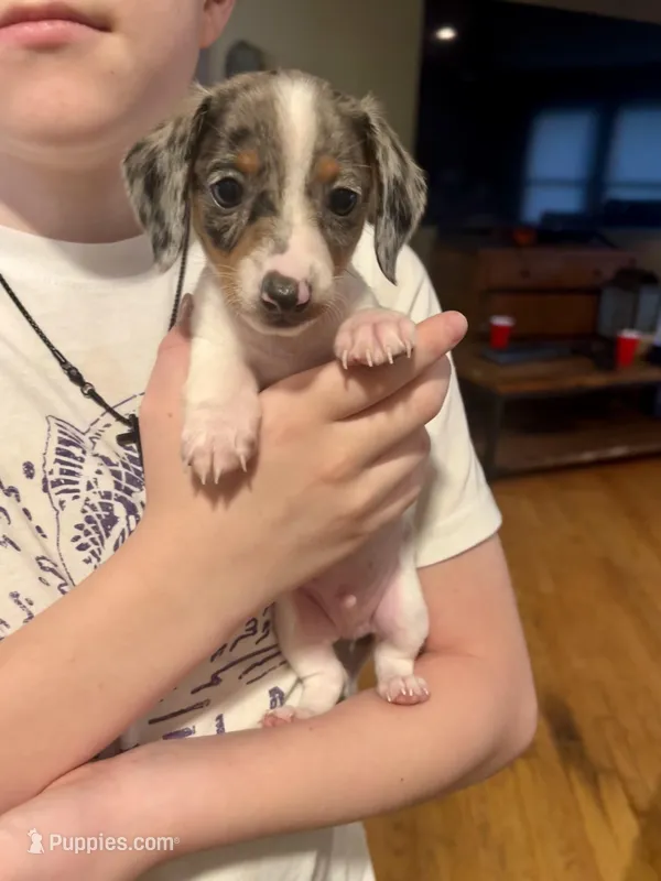 Blaze – Miniature Dachshund puppy for sale in Bear Creek, NC
