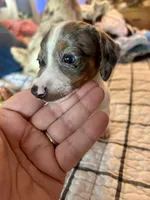Blaze, a male Miniature Dachshund for sale in Bear Creek, NC – Photo 3 of 3