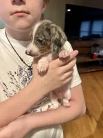 Blaze, a male Miniature Dachshund for sale in Bear Creek, NC – Photo 2 of 3