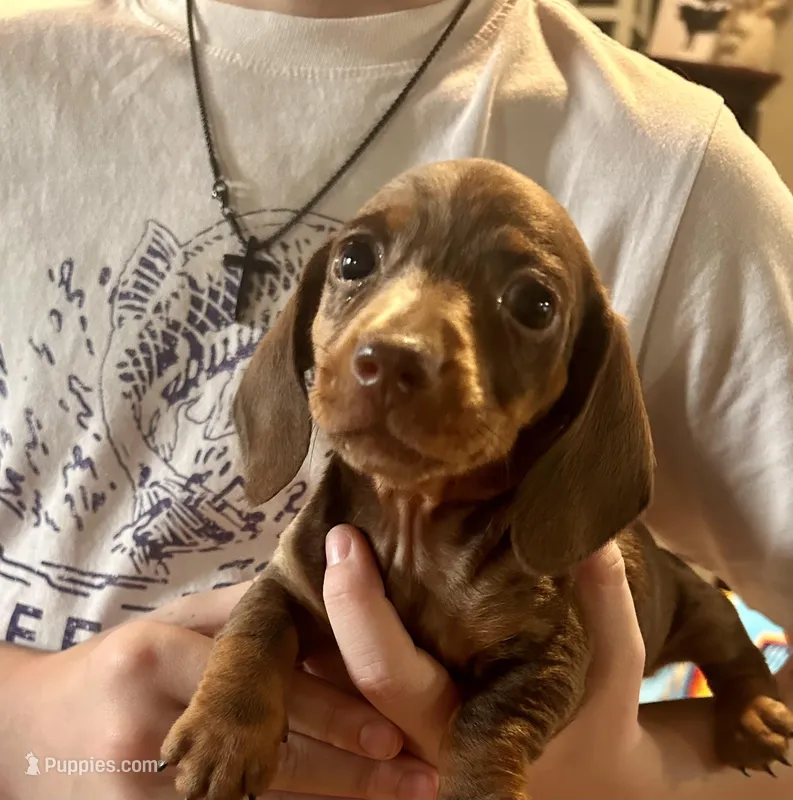 Joy, a female Miniature Dachshund for sale in Bear Creek, NC – Photo 1 of 3