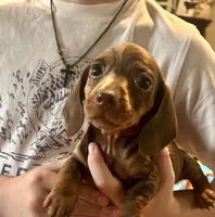 Joy, a female Miniature Dachshund for sale in Bear Creek, NC – Photo 1 of 3