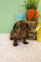 Joy, a female Miniature Dachshund for sale in Bear Creek, NC – Photo 3 of 3