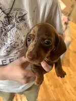 Joy, a female Miniature Dachshund for sale in Bear Creek, NC – Photo 2 of 3